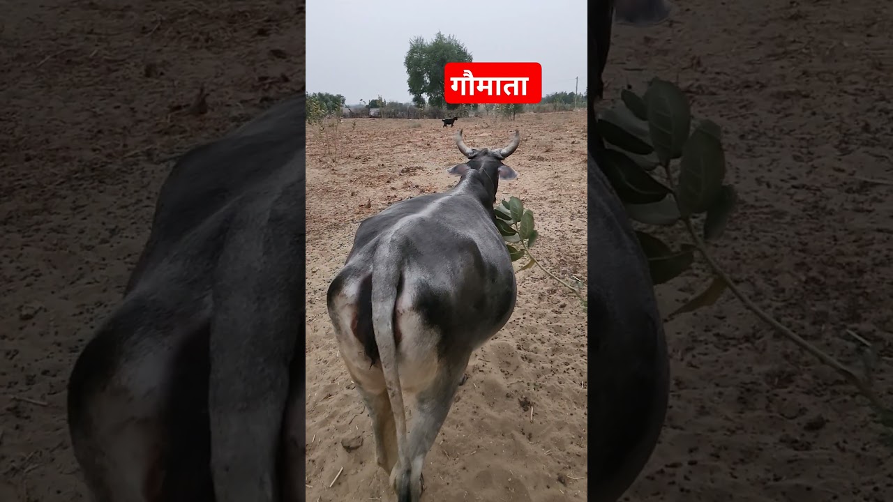 #हर #motivation #cow #gaushala #funny #gauseva #bhagwatkatha #gaushalla #animals #motivation