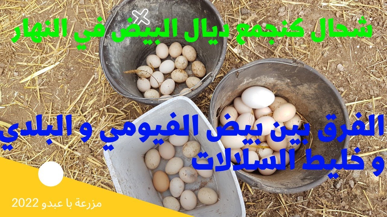 حصيلة البيض اليومية و الفرق بين بيض الفيومي و البلدي و خليط السلالات