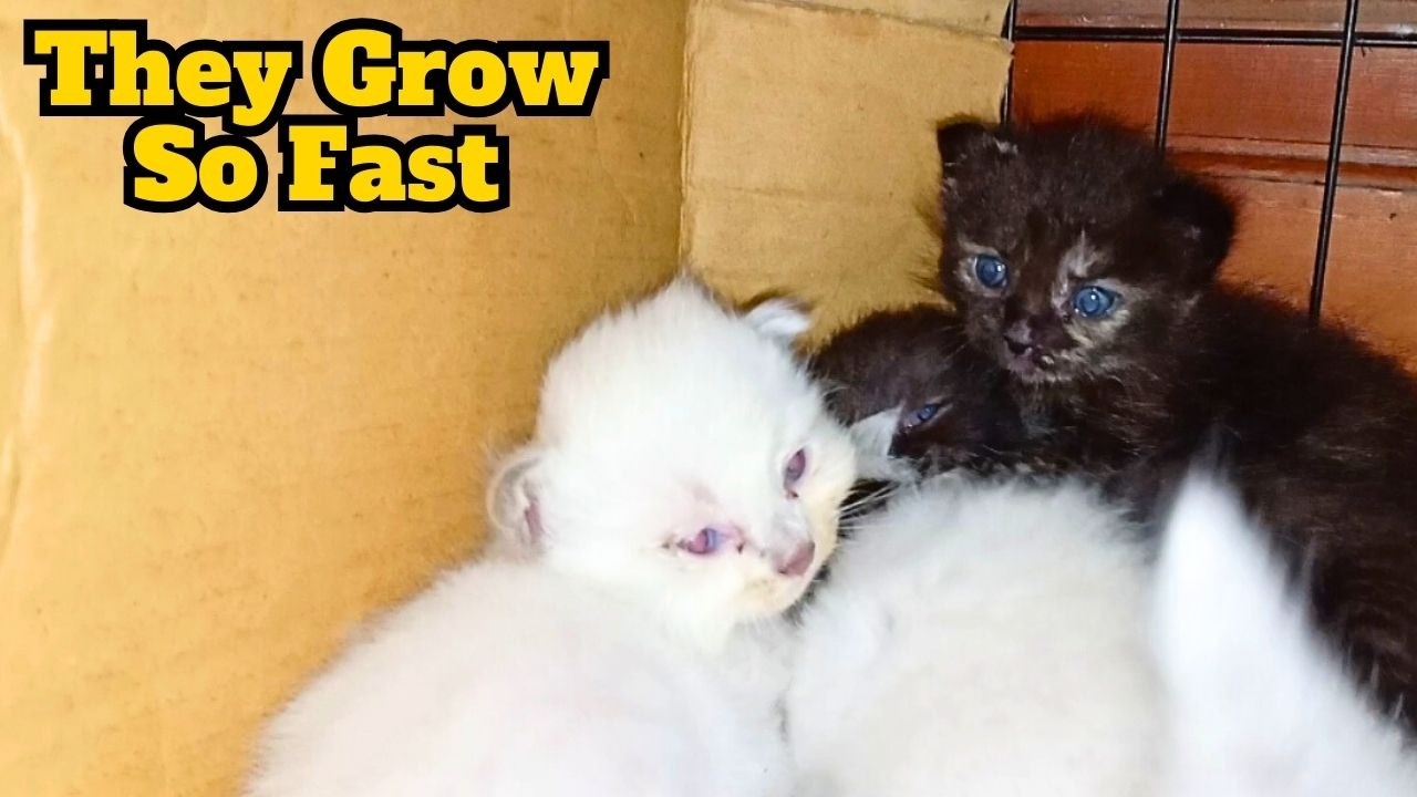 Наблюдаем за ростом котят | От манежа до гостиной