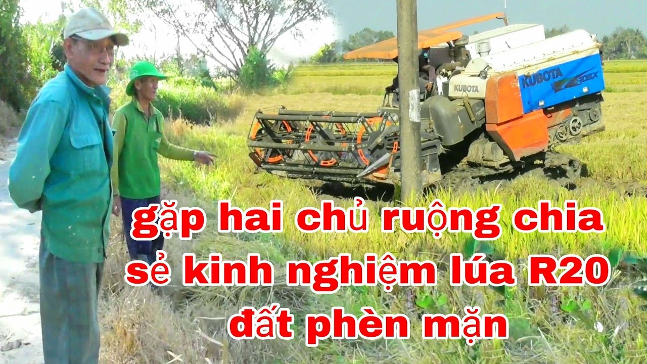 XEM MÁY KUBOTA DC105X CẮT LÚA R20 TRÊN TẤN CÙNG CHỦ RUỘNG CHIA SẺ KINH NGHIỆM