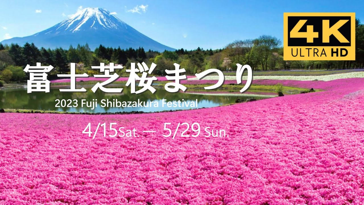Fuji Shibazakura Festival 2024 Mt. Fuji  | 富士芝桜まつり 2024