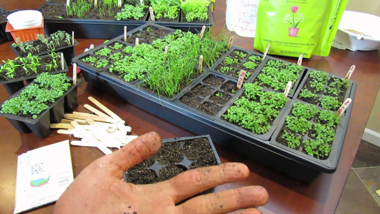 MFG 2016: Planting Chives a Perennial Herb Using the Over-Seeding Method: Start Early!