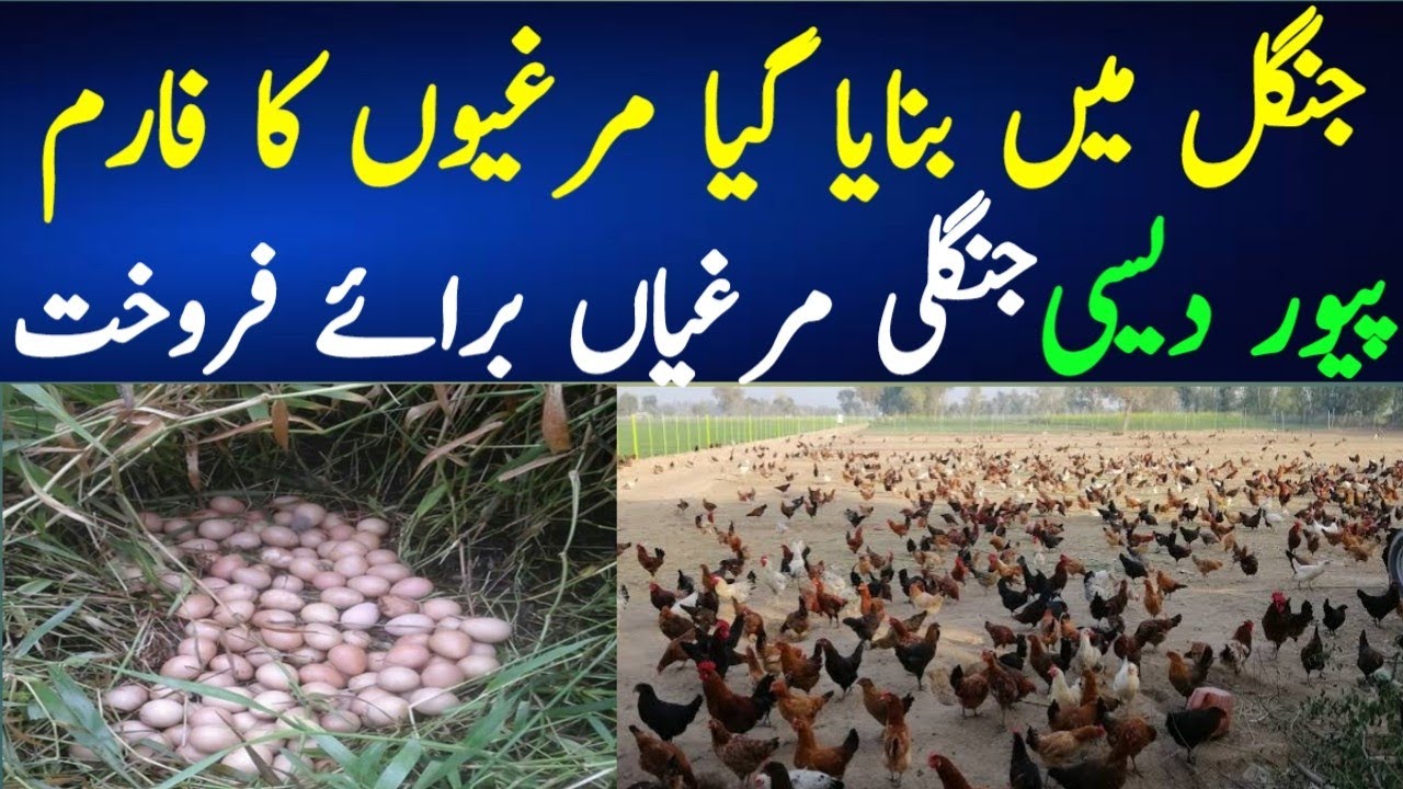 Golden misri hen farming in pakistan | Free range chicken farming| poultry farming business plan|