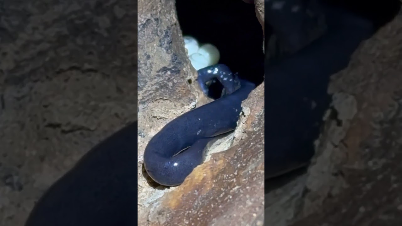 This is where salamanders go to lay eggs. Her eggs are well hidden from predators. 