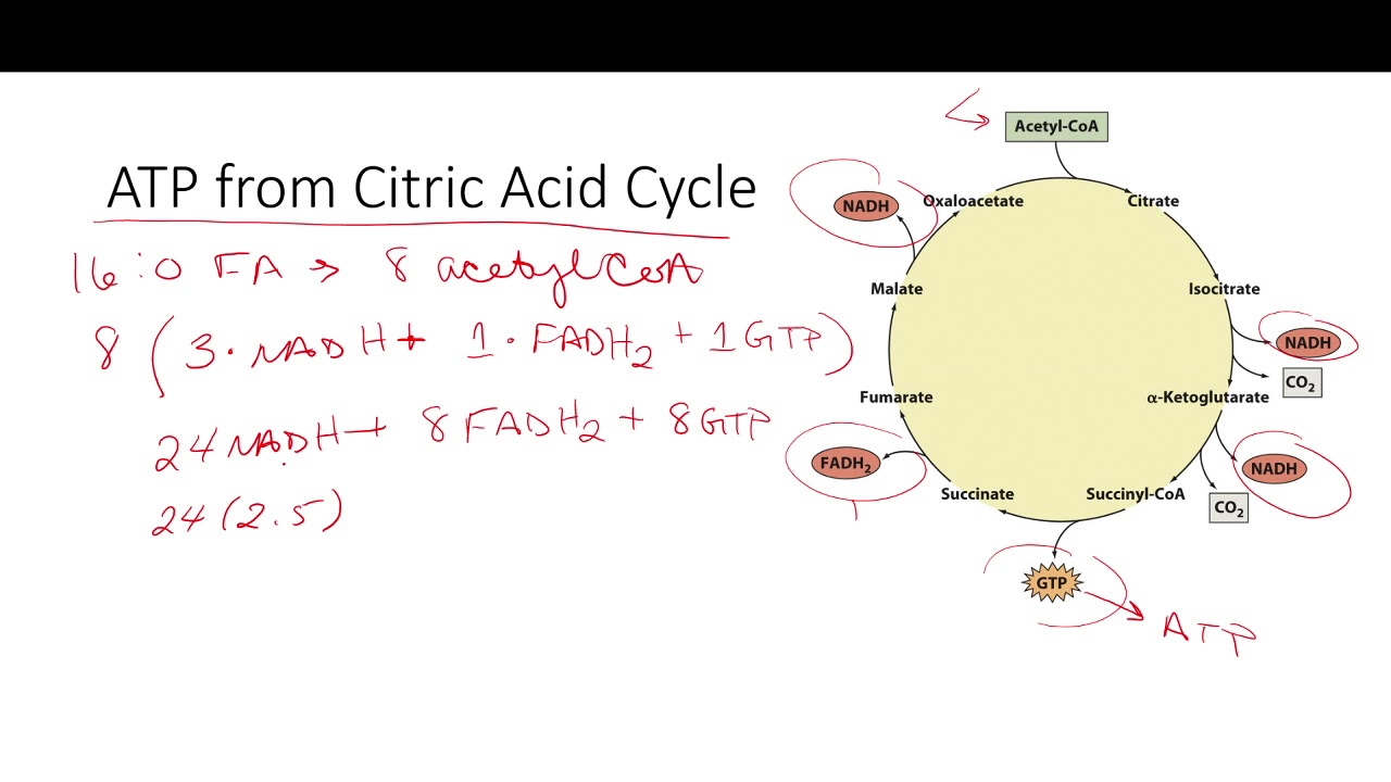 Calculating ATP from Beta Oxidation of Fatty Acids