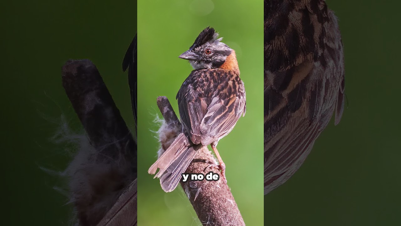 Como IDENTIFICAR el AVE CHINGOLO - Zonotrichia capensis