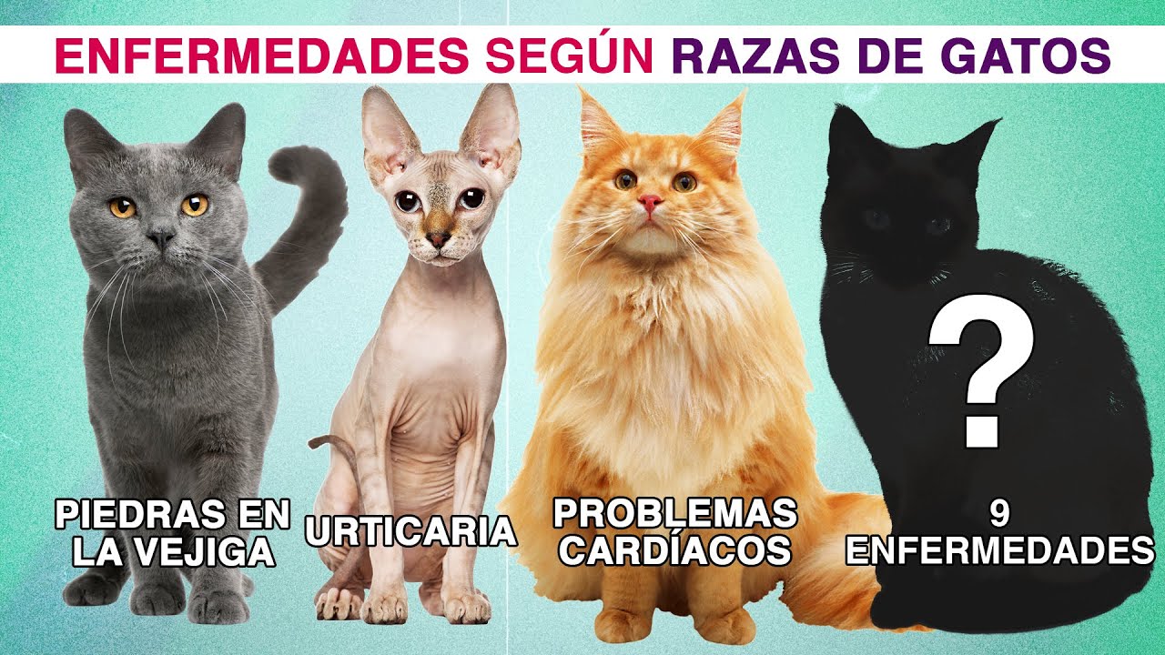 ENFERMEDADES más comunes en GATOS SEGÚN SU RAZA | Siamés, Sphynx, británicos, Maine Coon, persa y +