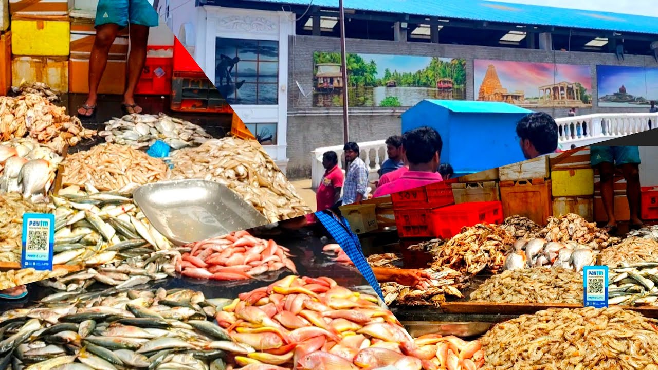 Vanagaram fish market | Sea Food | Fish lover | Very Cheapest Price in Chennai | VJ PandS Vlog 