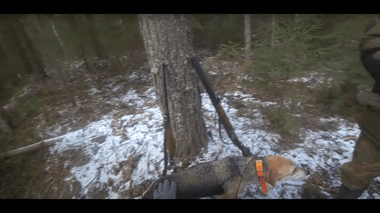 Русская гончая Побудка (Стрелка) (2 года 8 месяцев). Охота на зайца беляка. Удачный охотничий день