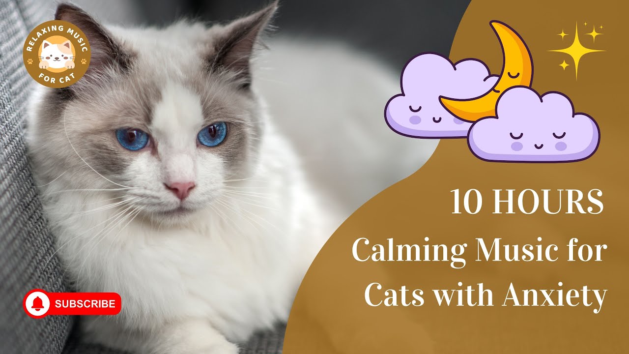 Calming Music for Cats with Anxiety No Ads 10 Hours 🎵 Relaxing Music For Cat