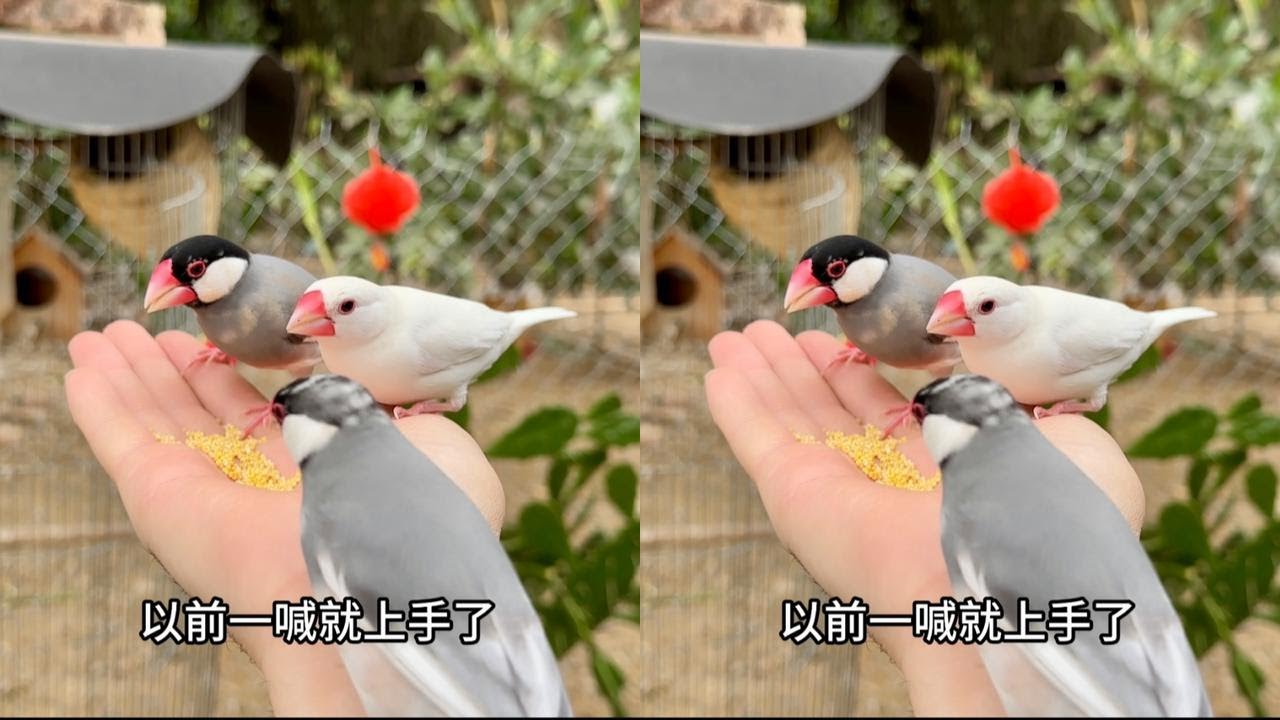 开始放养小文鸟，十几天不互动变陌生