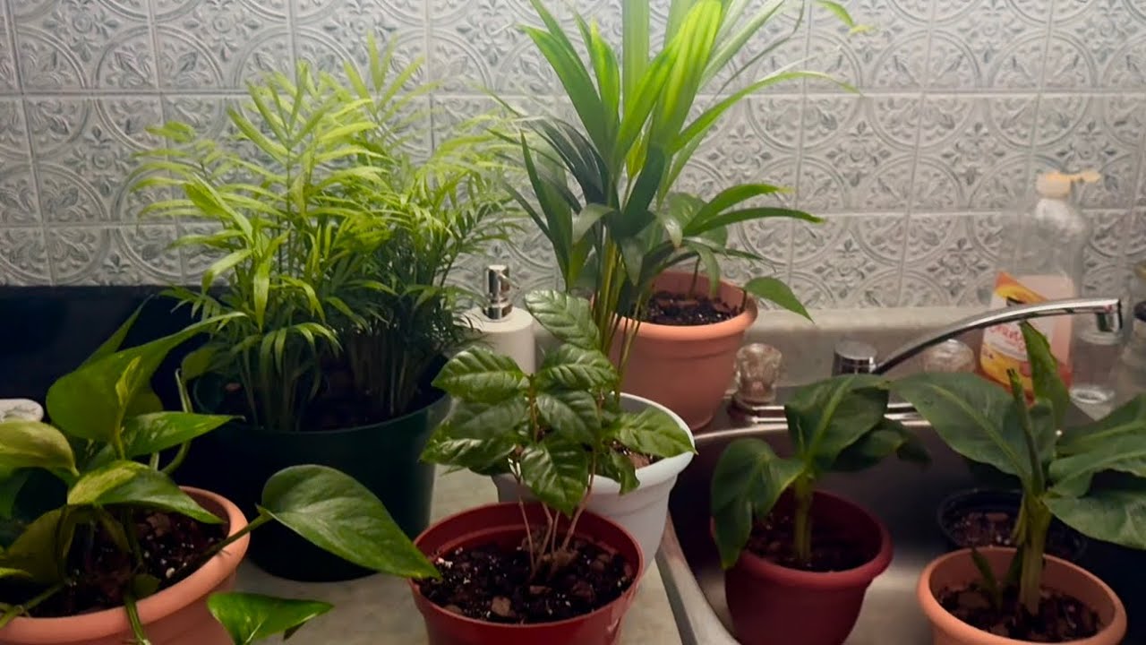 ASMR Plant Shopping and Ramble (Soft Speaking) 