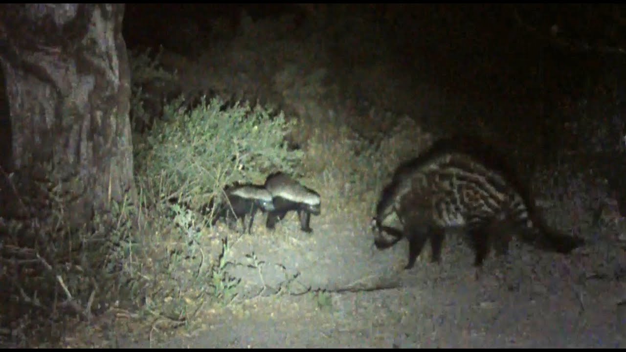 Honey Badgers meet a Civet in Botswana