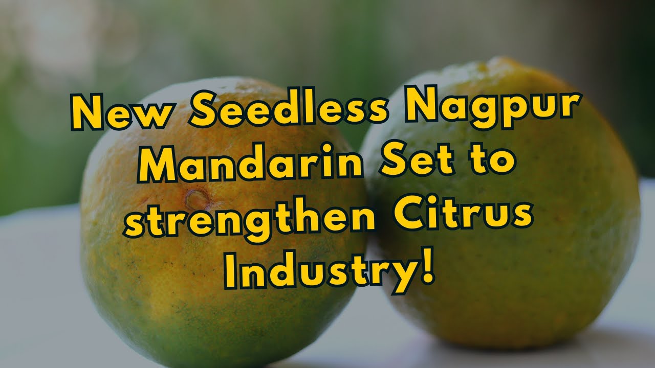 New Seedless Nagpur Mandarin Set to strengthen Citrus Industry!