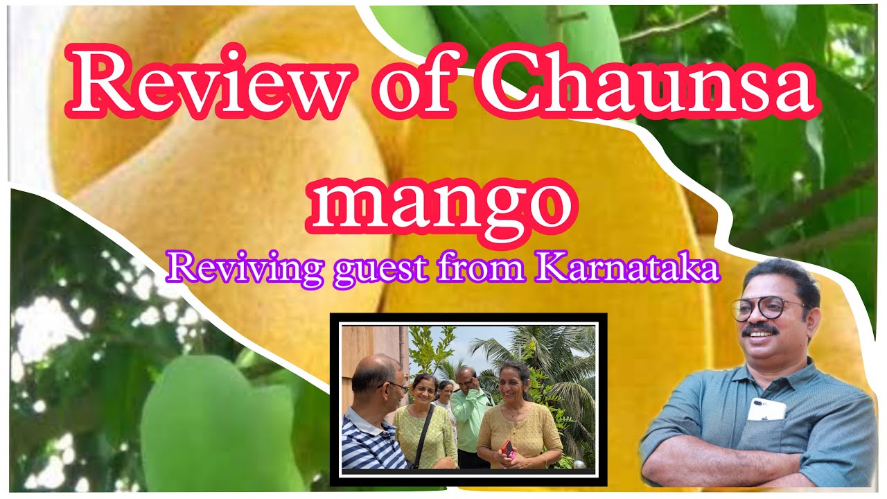 REVIEW OF CHAUNSA MANGO and receiving guest from Karnataka