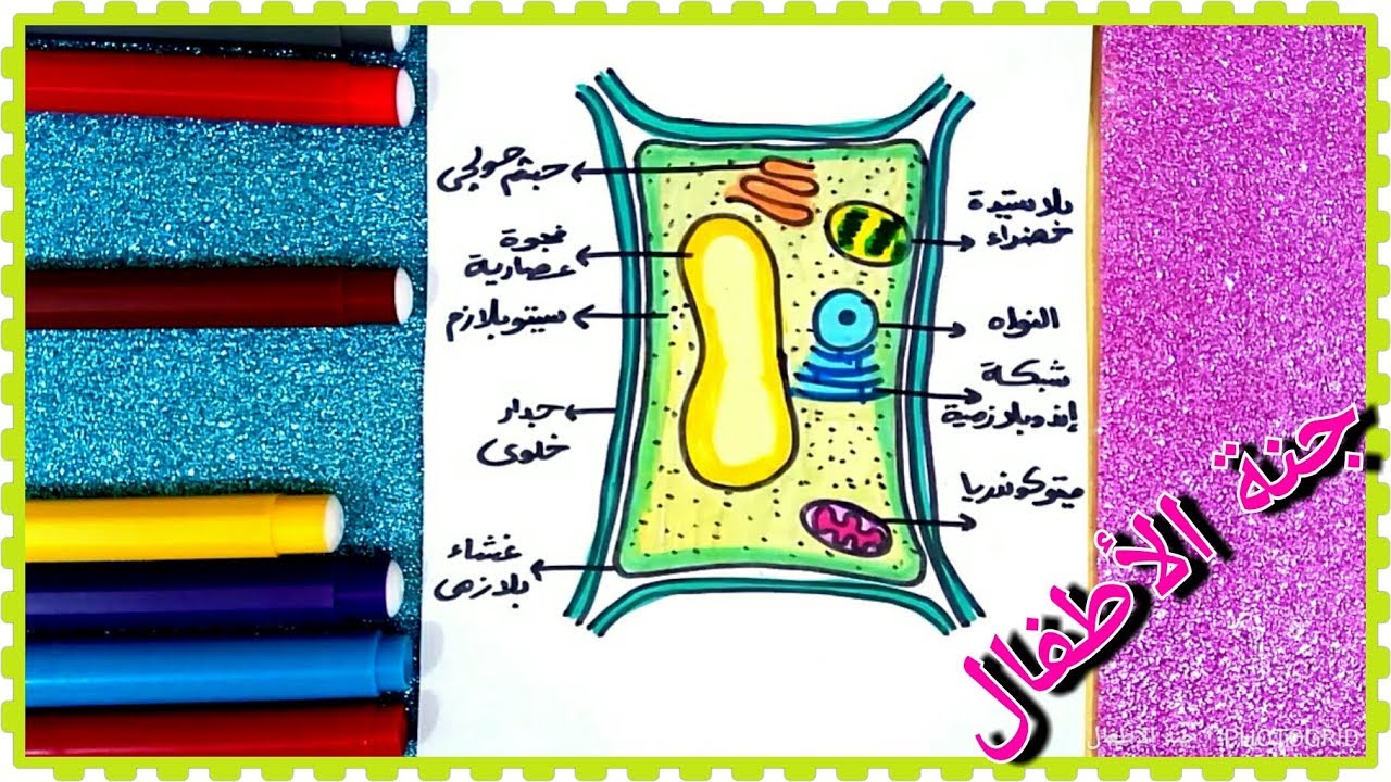 الخلية النباتية ، رسم الخلية النباتية لمادة العلوم والأحياء للطلاب في المدارس خطوة بخطوة