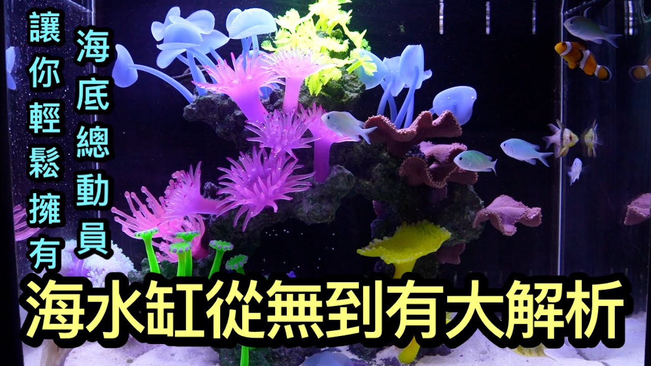 海水缸從無到有,小資族也可以擁有海底總動員尼莫與茉莉,換水、鹽度、魚種選擇,資深貿易商親手傳授多年經驗,蛋白機到底要不要買？讓我們帶著大家前進繽紛的海底世界