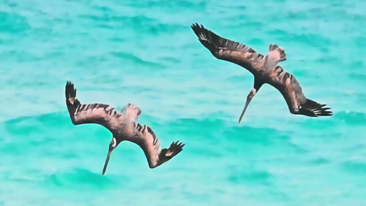 Cancun - January 2026 - Part 1 - 4k