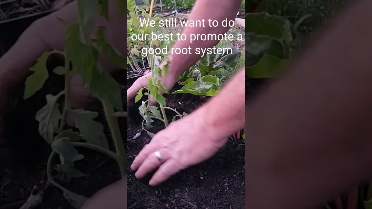 How we grow big tomatoes 🍅