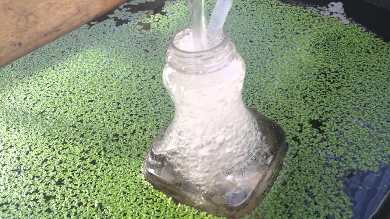 Growing Duckweed