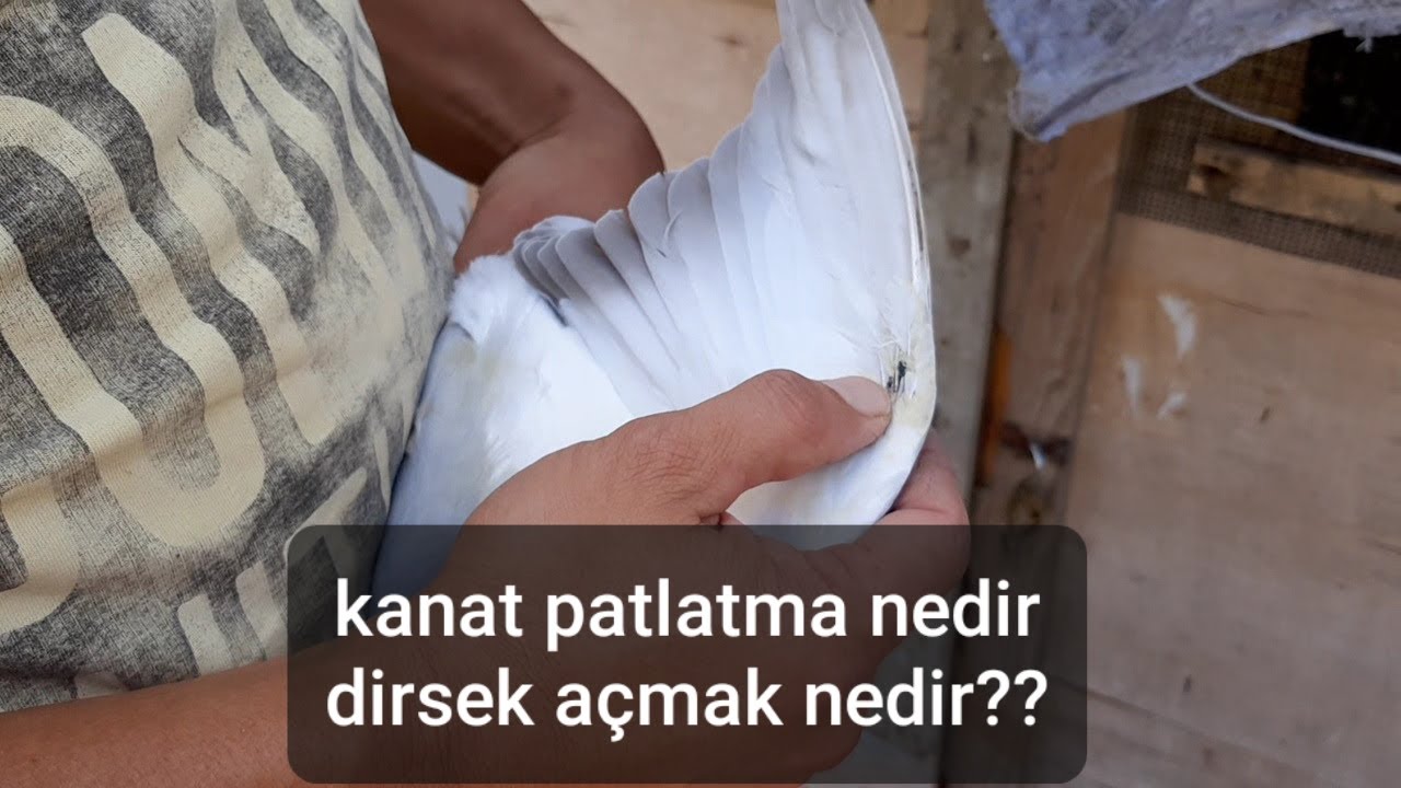 TAKLACI GÜVERCİN KANAT PATLATMA NEDİR? DİRSEK AÇMA NEDİR? İKİSİNİN FARKI NASIL OLUYOR??