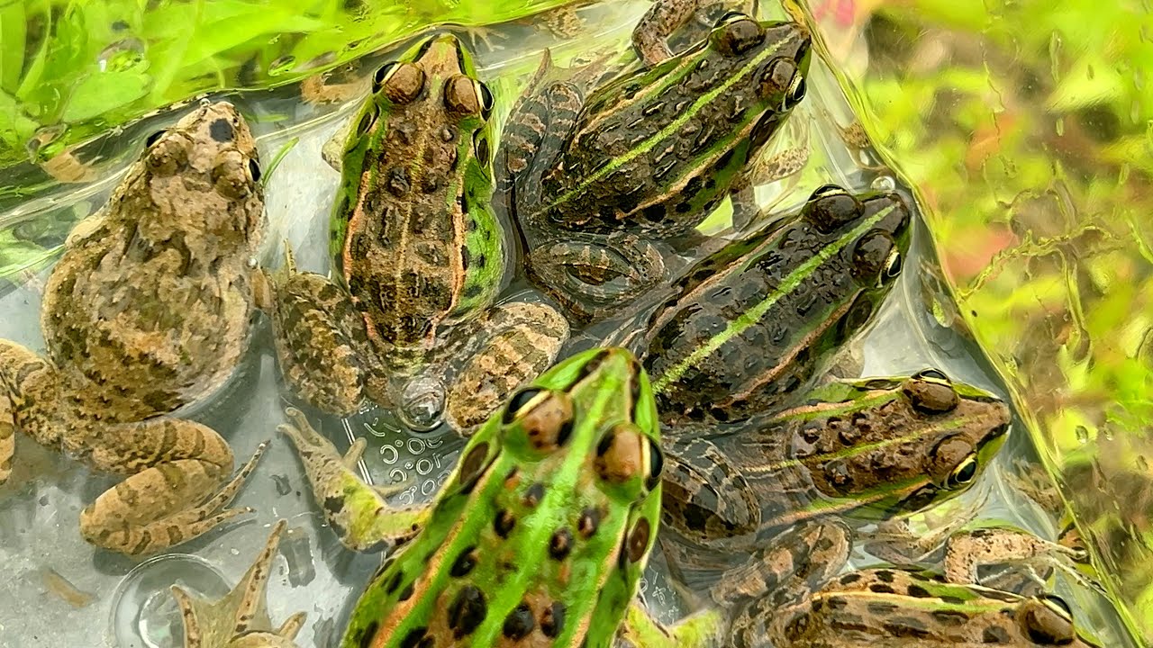 Ловля и наблюдение за красивыми японскими лягушками.