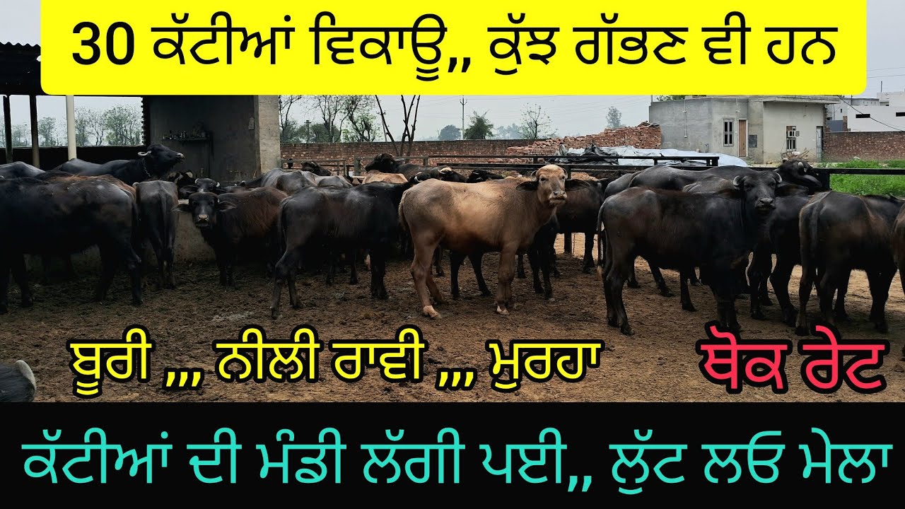 30 ਕੱਟੀਆਂ-ਝੋਟੀਆਂ ਵਿਕਾਊ 84270-19817. ਸਪੈਸ਼ਲ ਕੱਟੀਆਂ ਦੀ ਮੰਡੀ. 30 niliravi, boori and murah heifers sale.