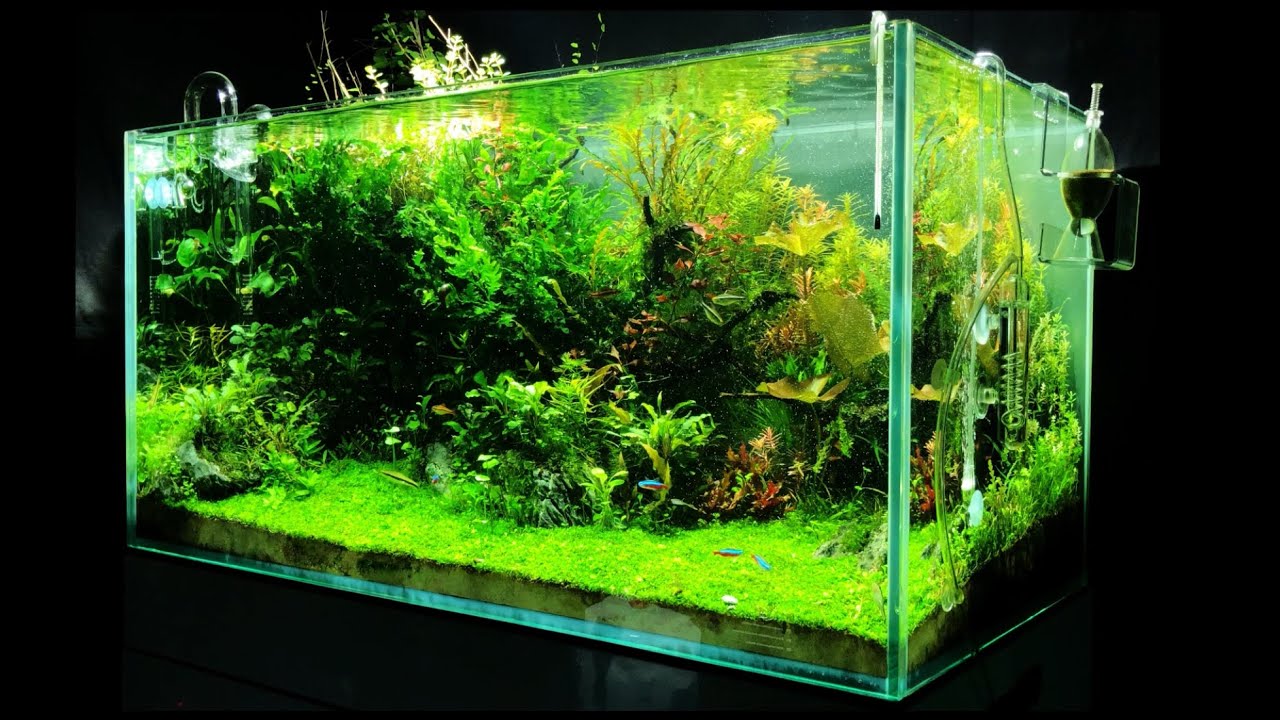 Underwater Garden - Planted Aquarium