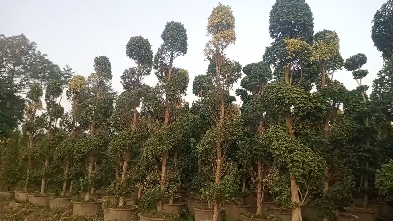 سوسیٹوں بنگلوں کی خوبصورتی کے لیے فیکس میں علیحدہ علیحدہ ورائٹی کے پودے دستیاب ہیں 