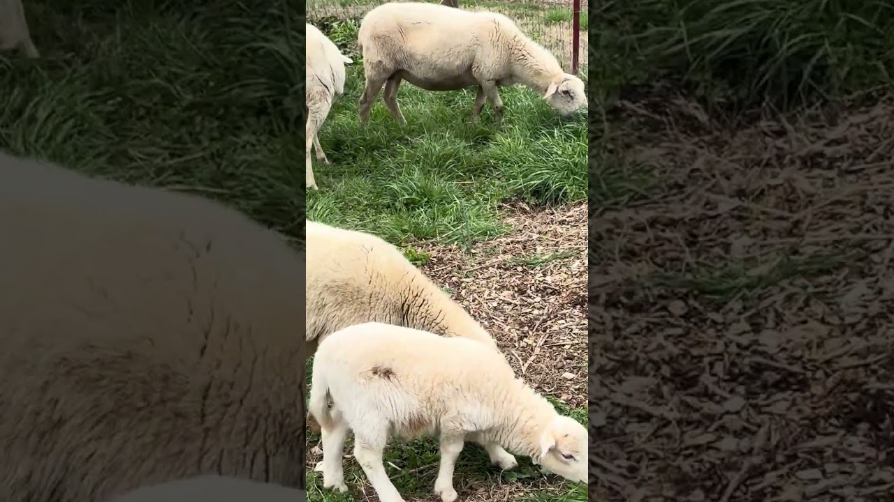 Sheep mowing the orchard. #farming #katahdin #farmlife