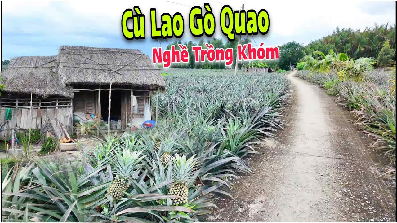 Đọc Đáo Cù Lao Khóm Gò Quao - Khóm Được Trồng Xung Quanh Nhà Và Ra Cả Đường Đi | Lâm Ái Vlog