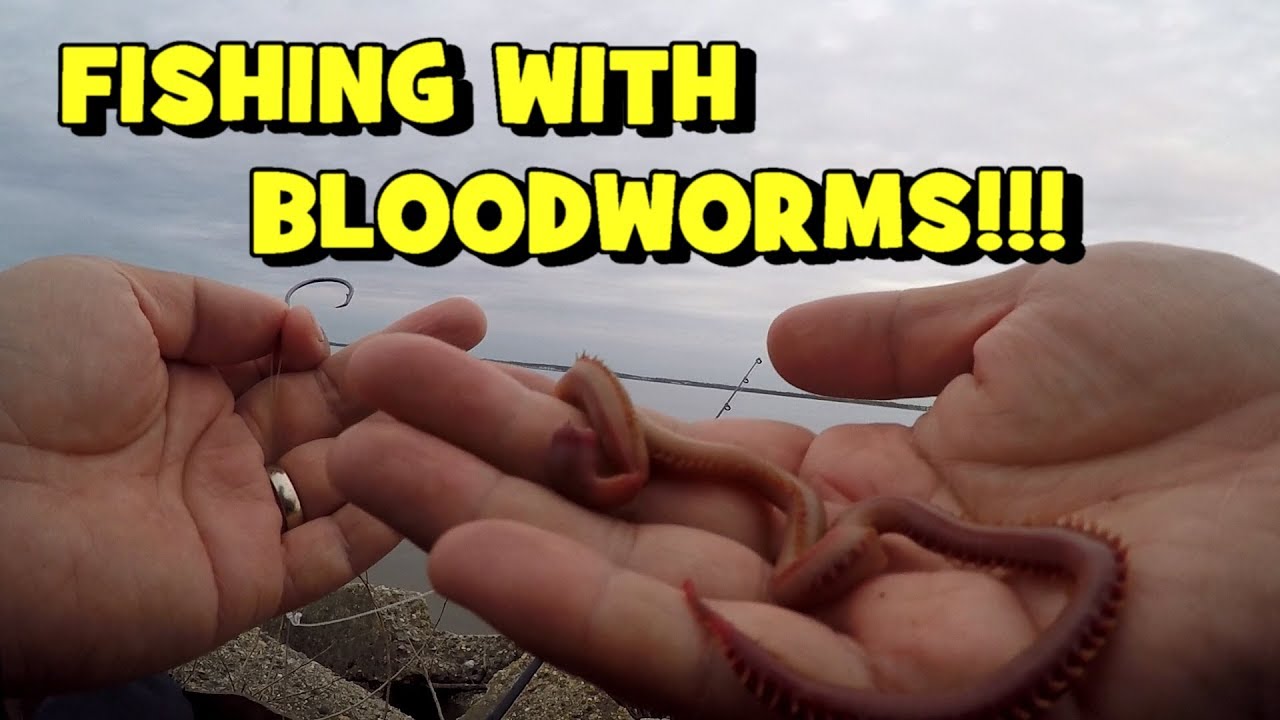 FISHING W/ BLOODWORMS!!! Chasing the STRIPED BASS Migration! (Striper Fishing on the Delaware River)