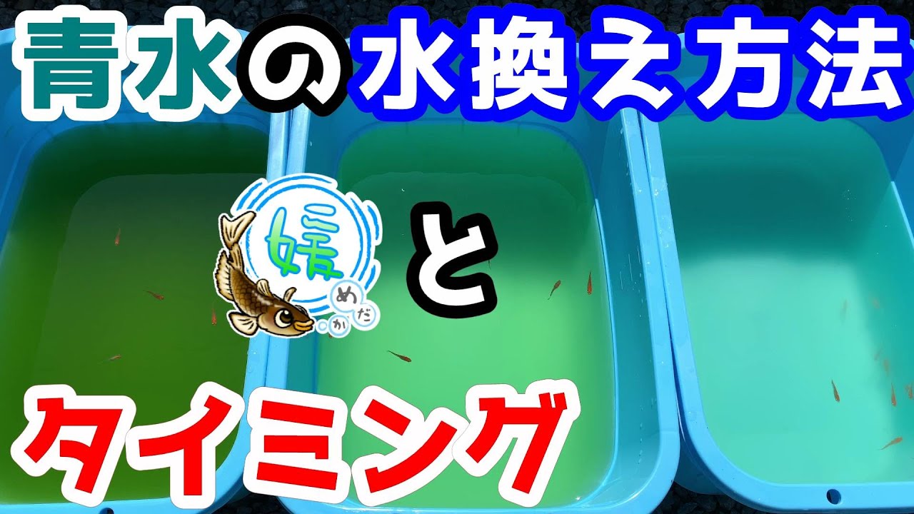 青水の水換え方法とタイミング～稚魚が大きくならない原因の一つ水換え不足（グリーンウォーター篇）～【媛めだか】