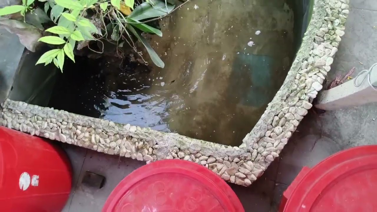 Hậu quả khi chứa lúa sẵn cho gà...