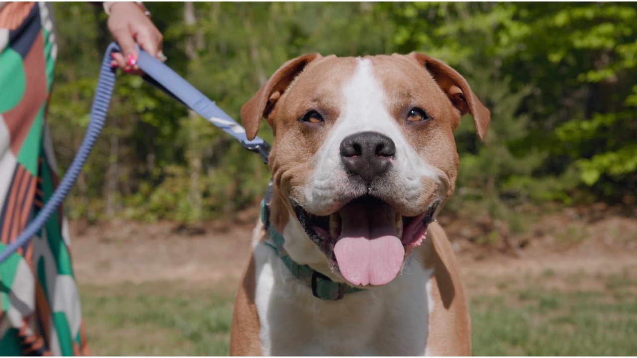 Adoption Belongs Everywhere - Brewski :15