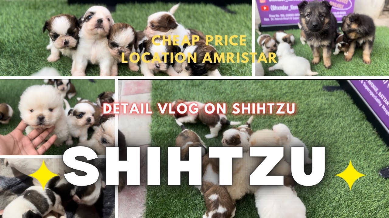 🐶SHIHTZU KE KAM PRICE MAIN BACHE IN AMRITSAR 😍SHIHTZU PUPPIES ARE AVAILABLE IN CHEAP PRICE🤯