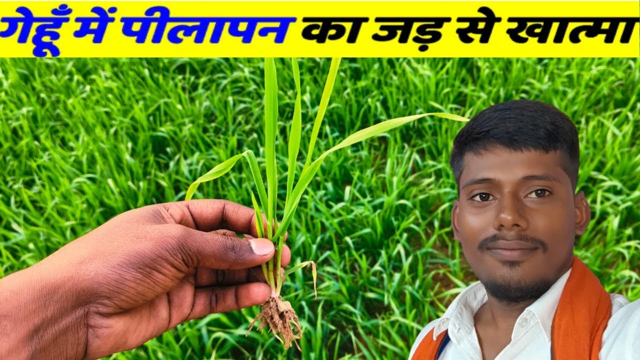 गेहूं में पीलापन कैसे हटाएं। #gehu_me_pilapan_kaise_hataye 