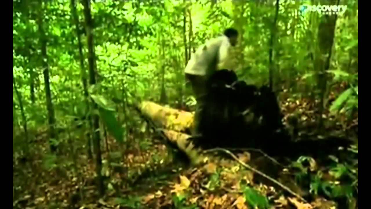 YTP bear alle prese con la foresta Rica
