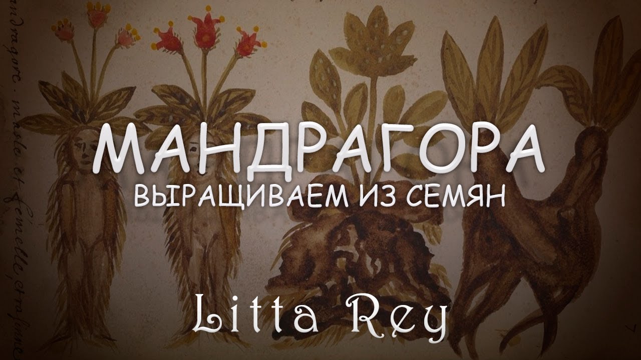 Посадка семян Мандрагоры [Литта Рей]