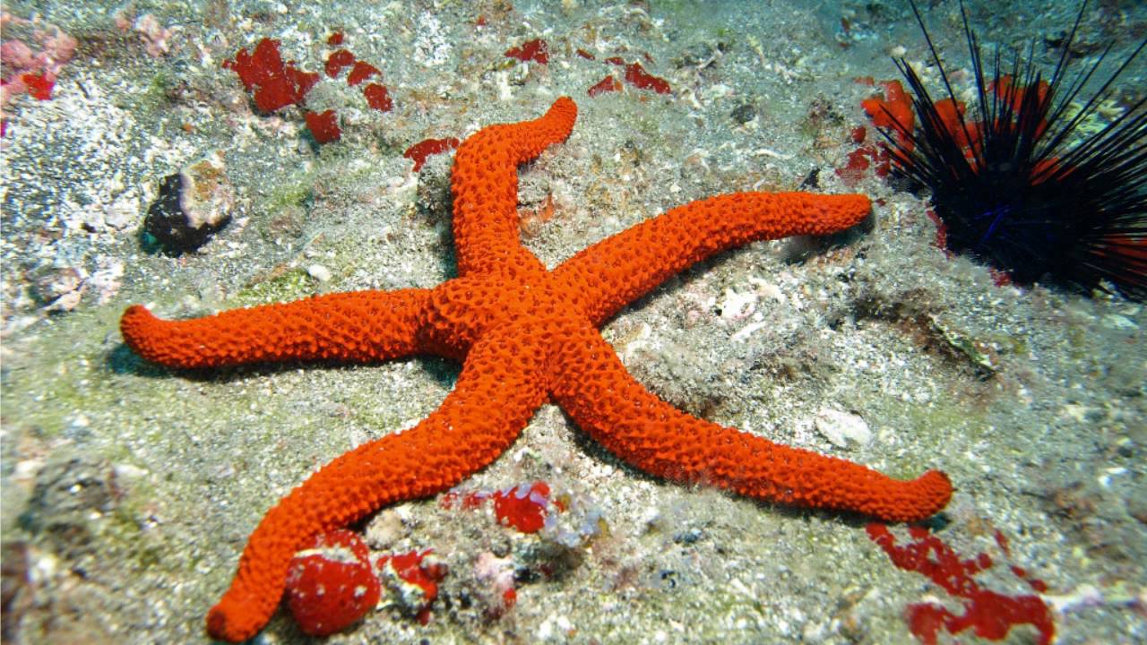tierische Entdeckungen auf Teneriffa