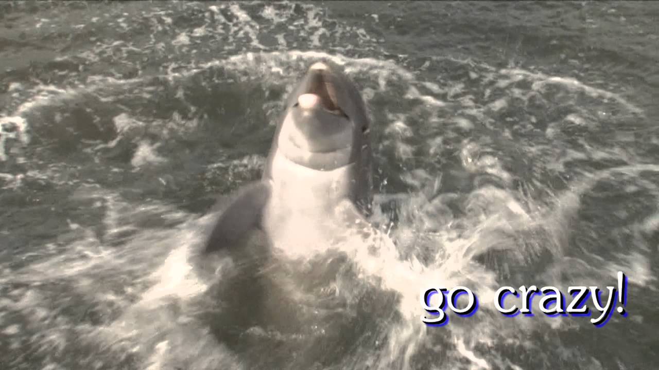 Dolphin Research Center Spotlight on A.J.
