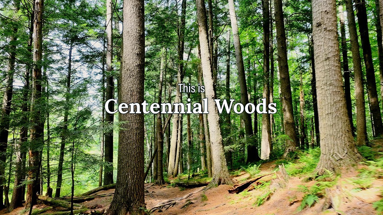 UVM Natural Area: Centennial Woods