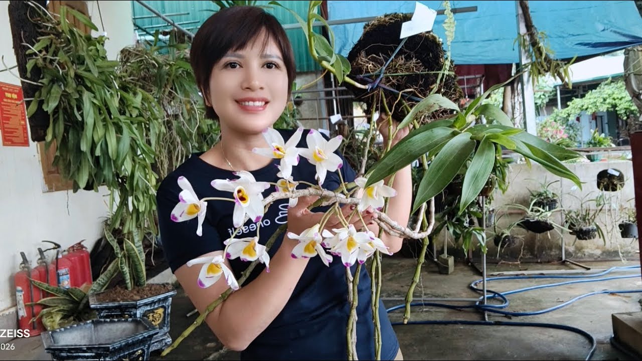 CÔ GIÁO VÙNG CAO BÁN LAN VÀ MẬT ONG RỪNG 0836.073.218||PHONG LAN RỪNG