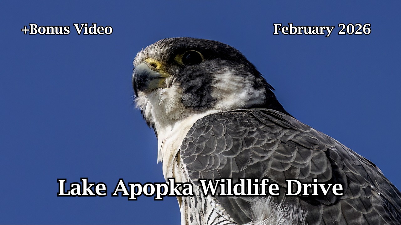 Lake Apopka Wildlife Drive February 2026