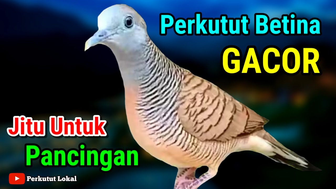 Suara Perkutut Betina Gacor Untuk Pancingan Burung Perkutut Paling Ampuh #perkututlokal