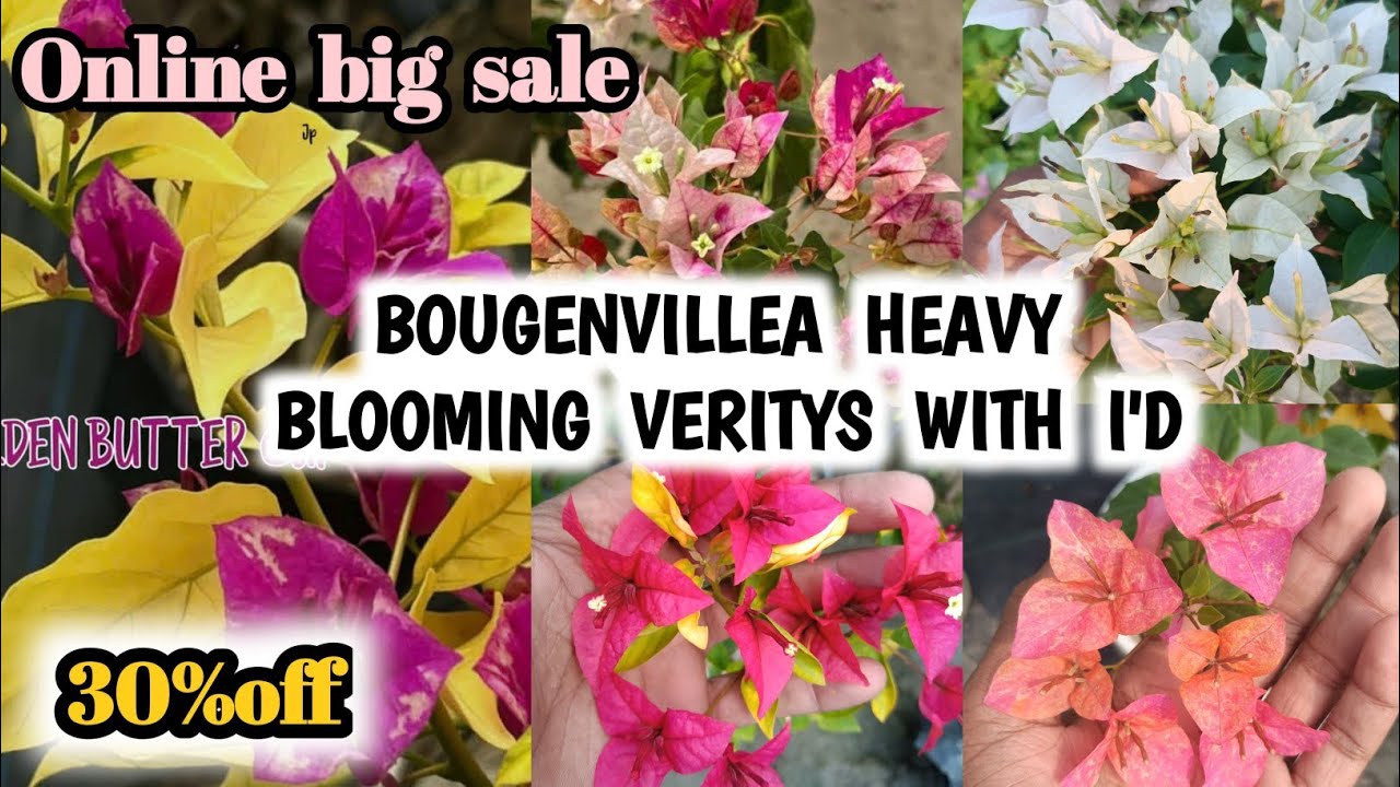 BEST BOUGENVELIYA FLOWERS IN SUMMER🤩🤔|200+VERITY BOUGENVELIYA🥳| ALL INDIA HOME DELIVERY🚚|30%DISCOUNT