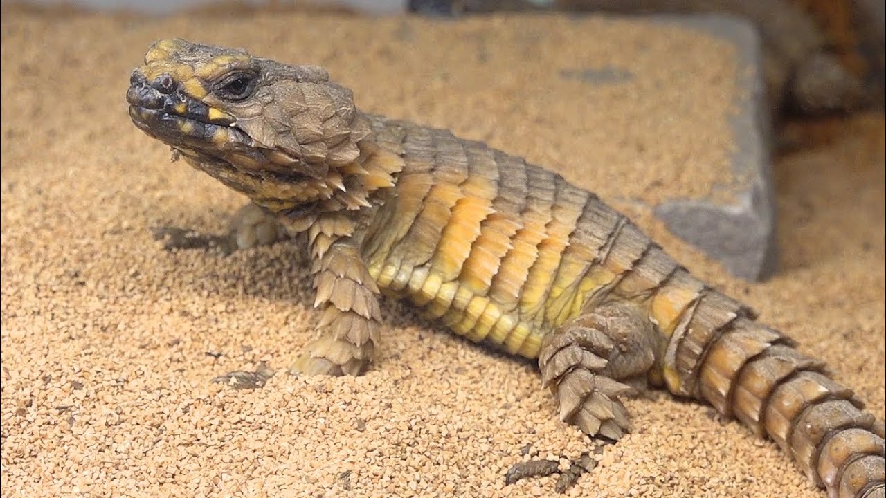 アルマジロトカゲが見れる爬虫類カフェが楽し過ぎる・・・！