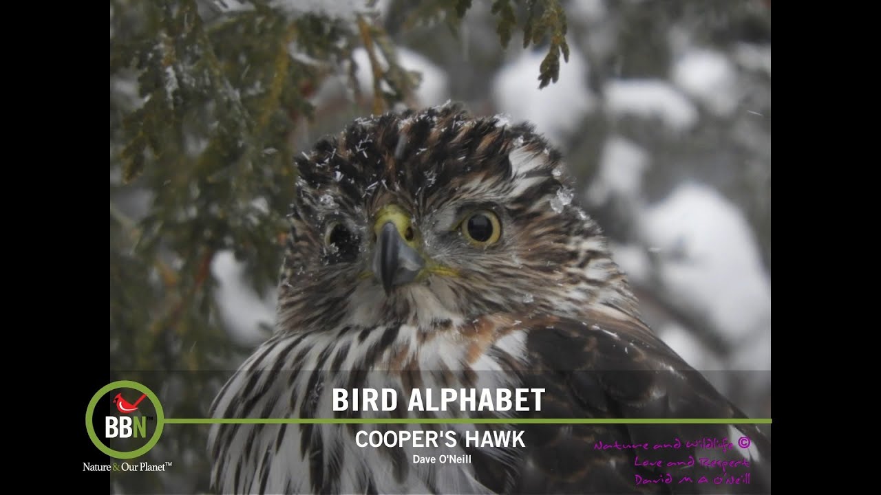 BBN S7:E15 - Upcycled Birdbaths, Sapsuckers & Hummers, Re-wilding Lawn, Cooper's Hawk