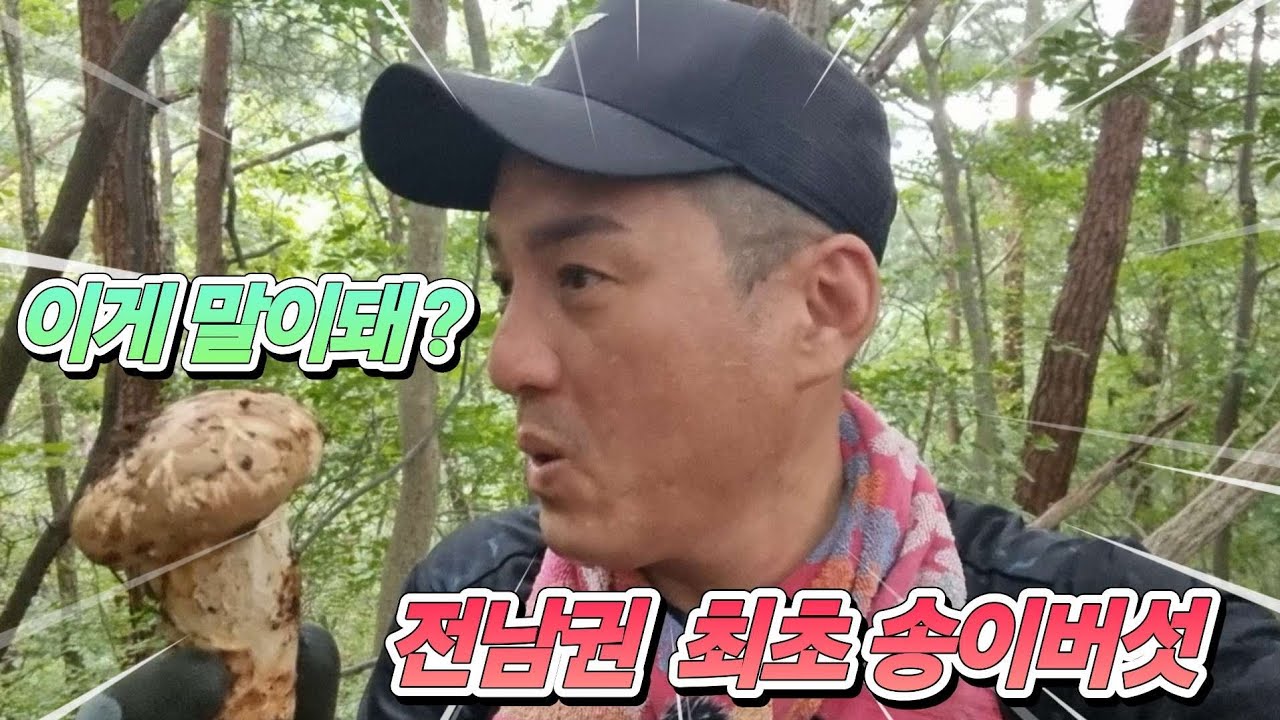 9월24일 전남 남부권 최초 송이버섯 산행 
