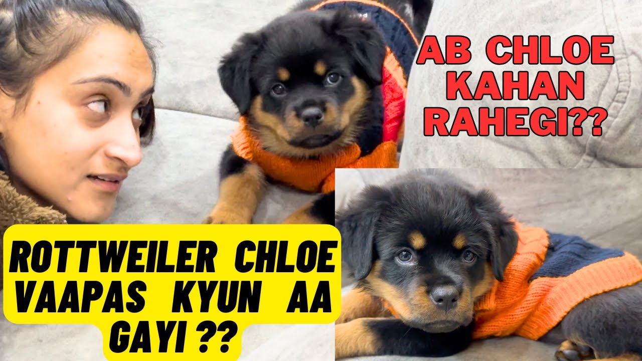 Rottweiler Puppy Chloe Vaapas Aa Gayi? Chloe Ghar Vaapas Kyun Aa Gayi Hai? Ab Chloe Kahaan Rahegi?